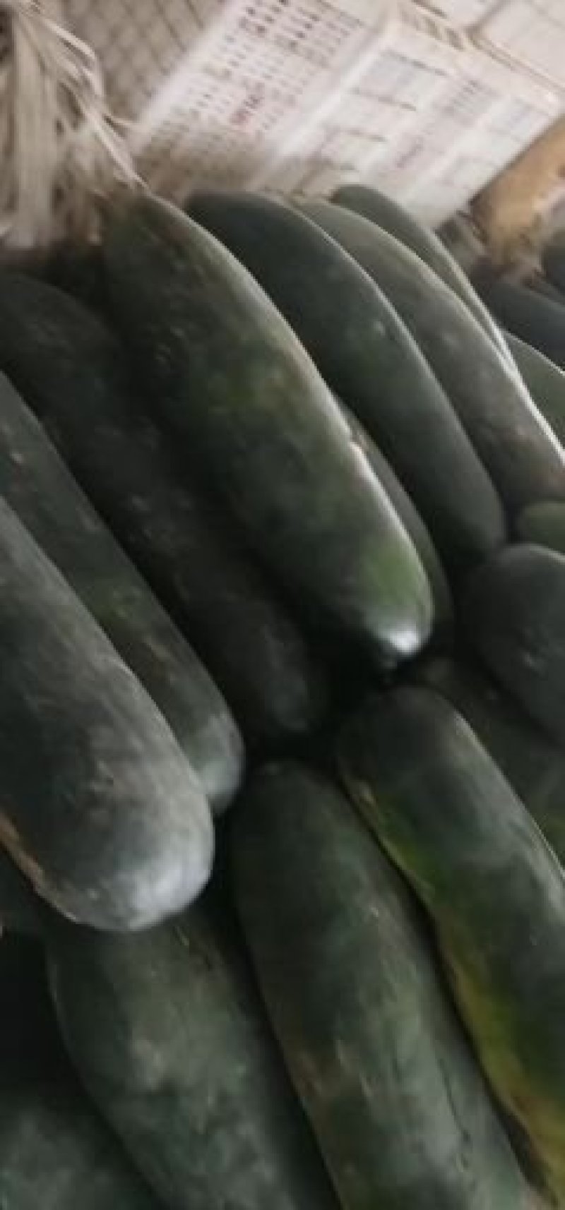 山东黑皮冬瓜大量供应！产地直销！一手货！瓜型好！耐运输