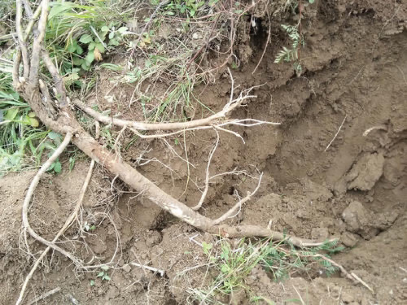 【精选】野生黄芪黄芪可切片产地直销产地批发包邮。