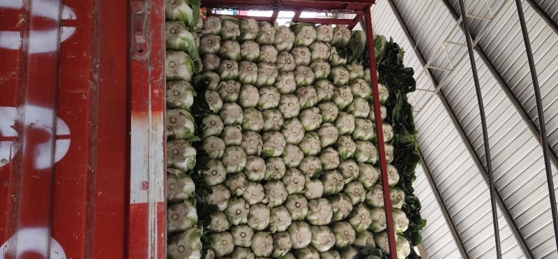 黄心大白菜，产地直供，货源充足诚信代办，支持视频看货！