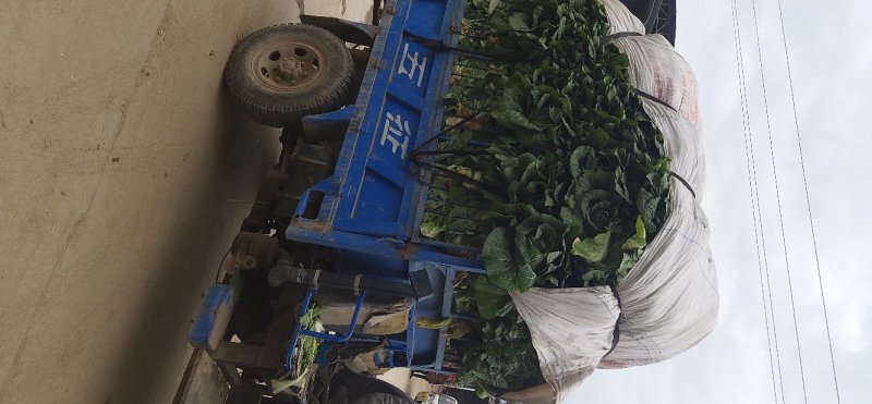 黄心大白菜，产地直供，货源充足诚信代办，支持视频看货！