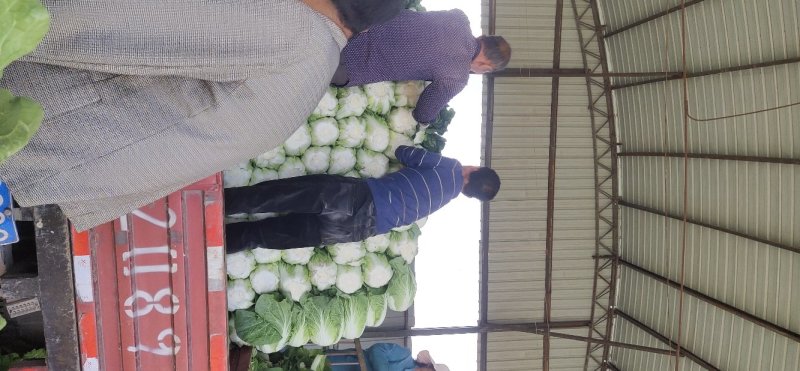 黄心大白菜，产地直供，货源充足诚信代办，支持视频看货！