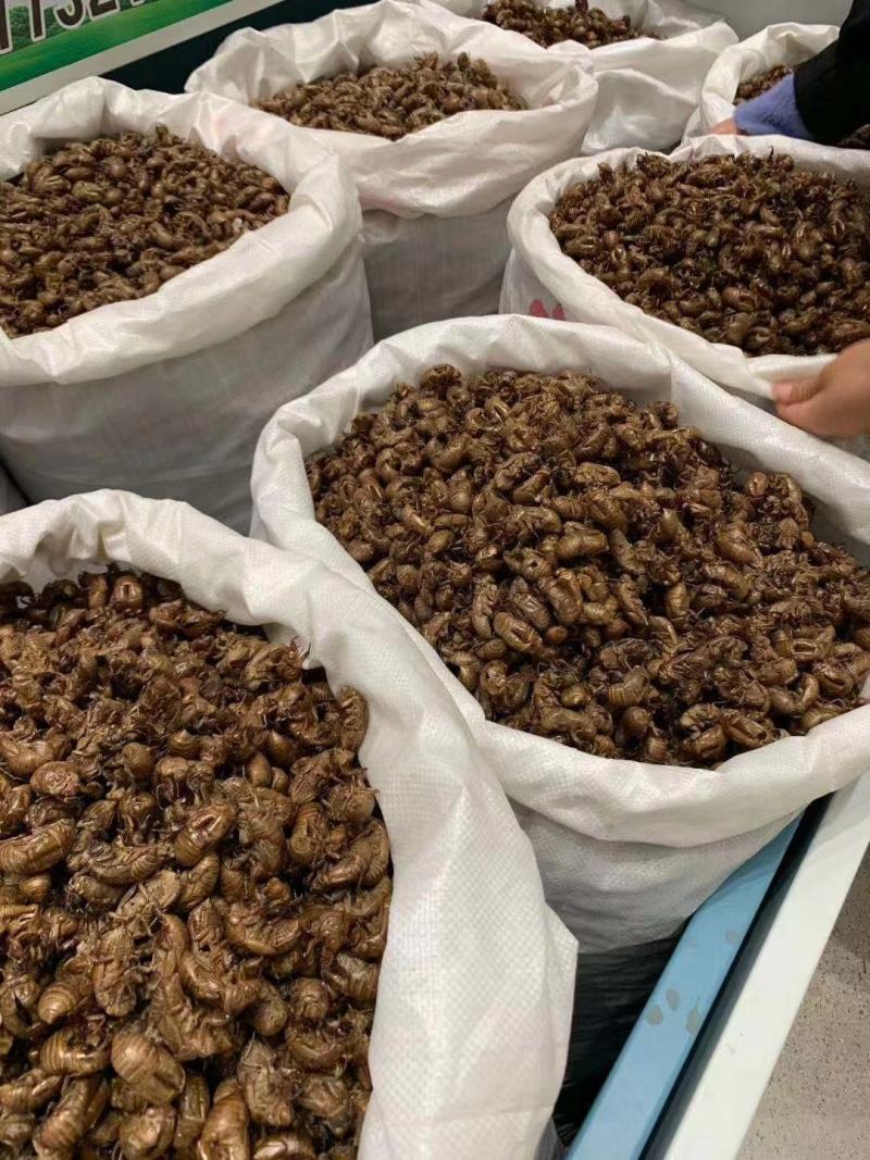 蝉蜕水洗蝉蜕无泥净货优质虫蜕规格齐产地直销品质保证