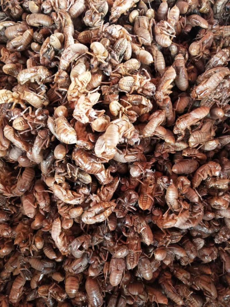 蝉蜕水洗蝉蜕无泥净货优质虫蜕规格齐产地直销品质保证