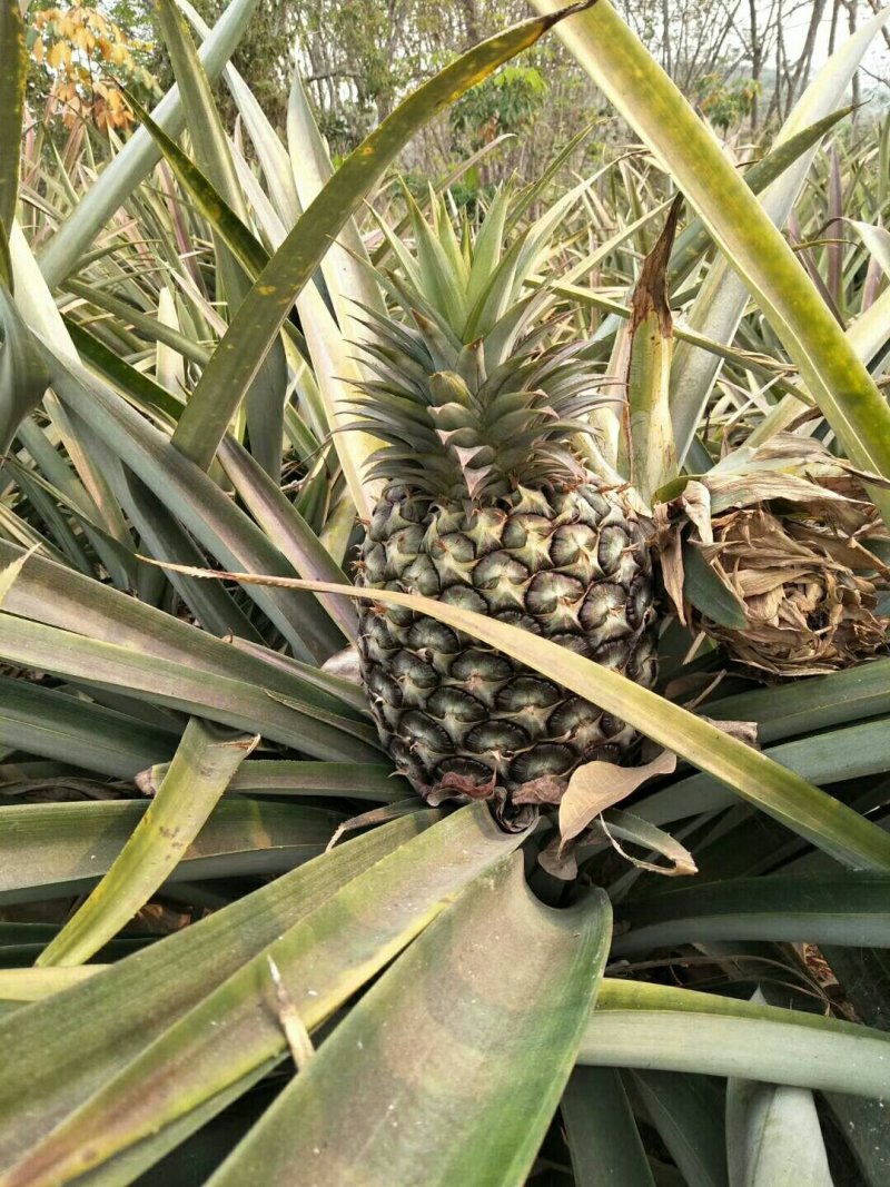 （西双版纳凤梨），无眼菠萝，香水菠萝，牛奶菠萝产地直发