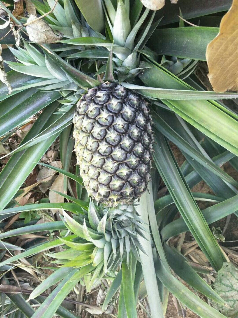 （西双版纳凤梨），无眼菠萝，香水菠萝，牛奶菠萝产地直发