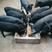 新出栏一批黑色的藏香猪种猪苗，公母都有支持全国各地发货