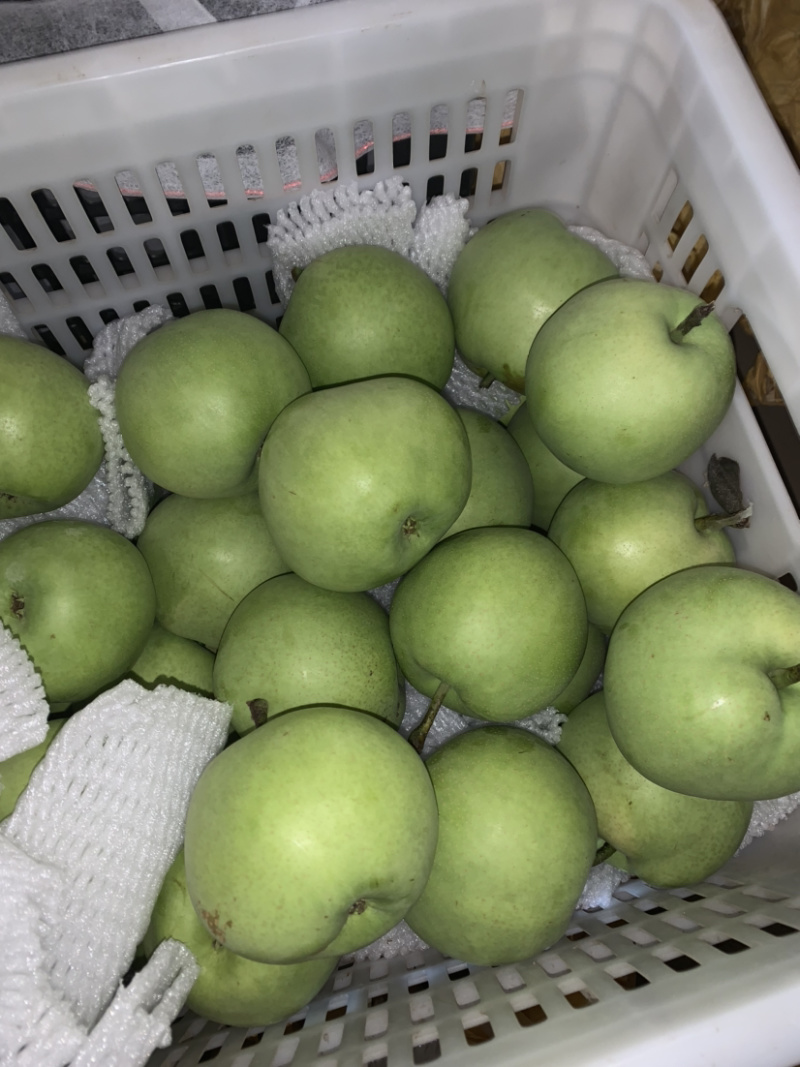 绿宝石梨产地供应万亩梨园代收代办
