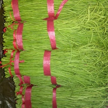 精品豇豆长豆角60厘米以上产地直发