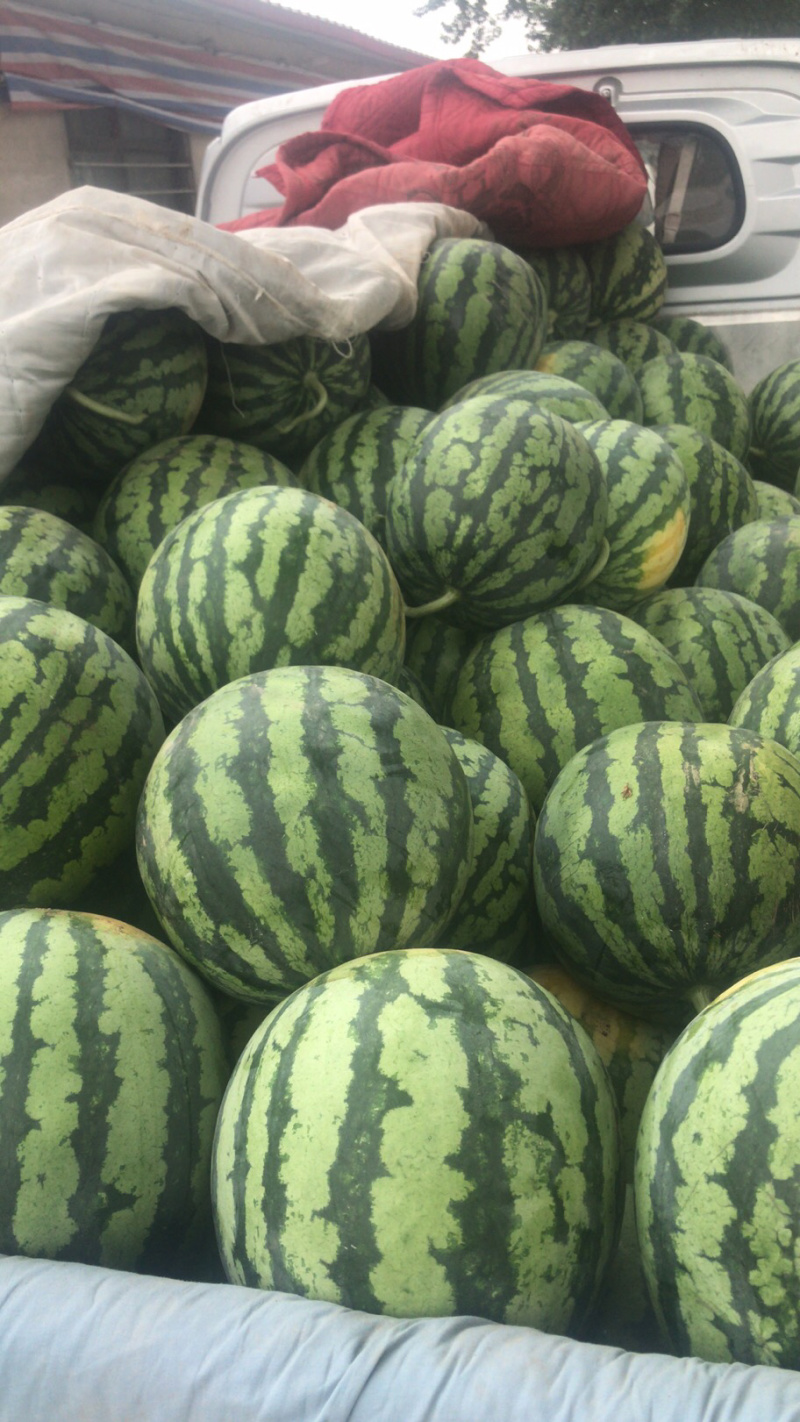 夏县甜蜜蜜西瓜