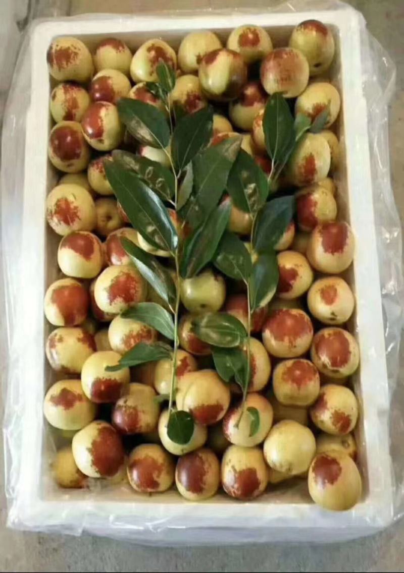 冬枣