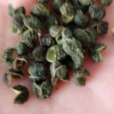 云南麻椒，四川麻椒支持线保障交易可看视频