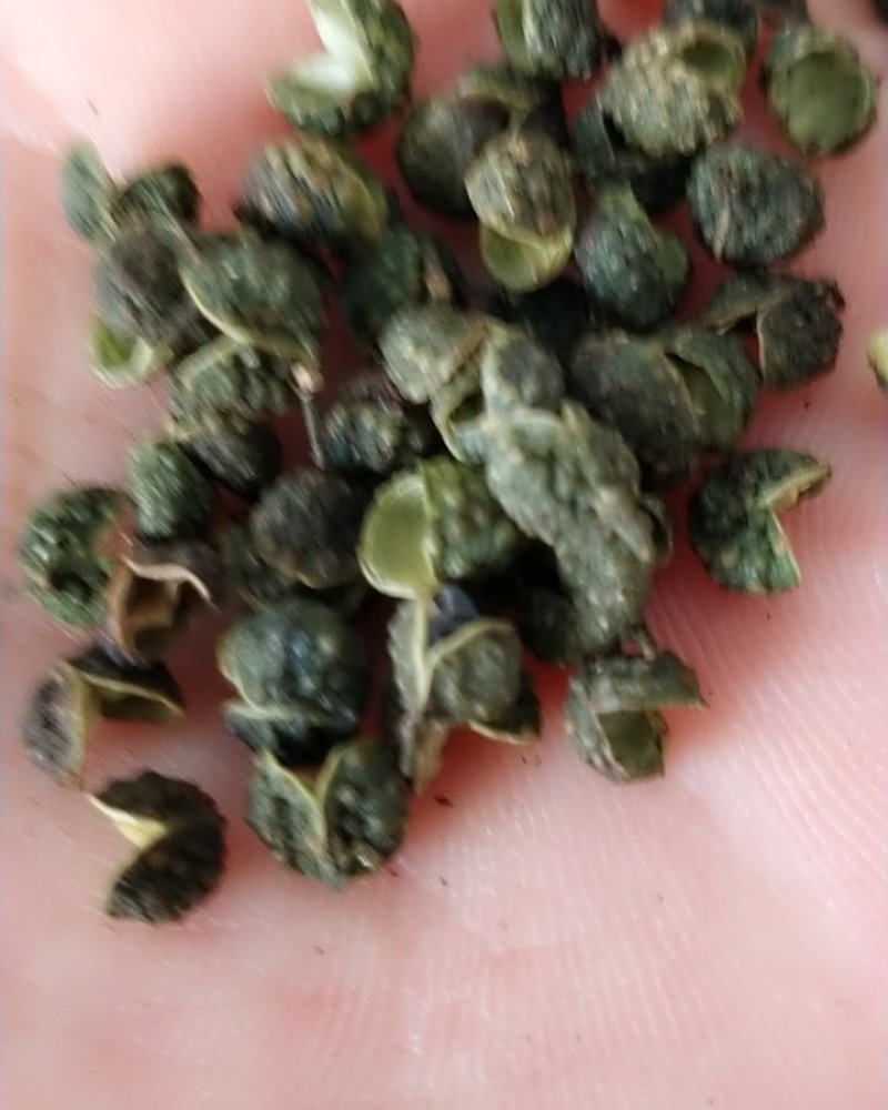 云南麻椒，四川麻椒支持线保障交易可看视频