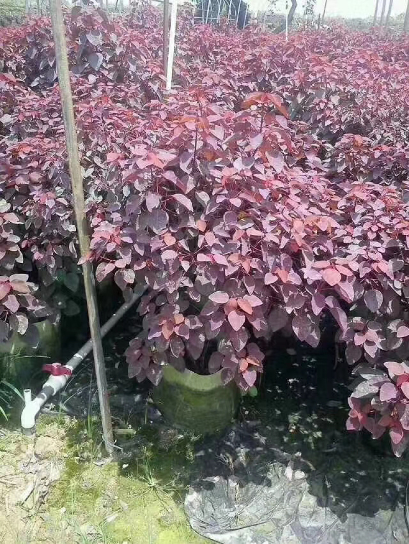 红叶乌桕各类规格均有库存大量