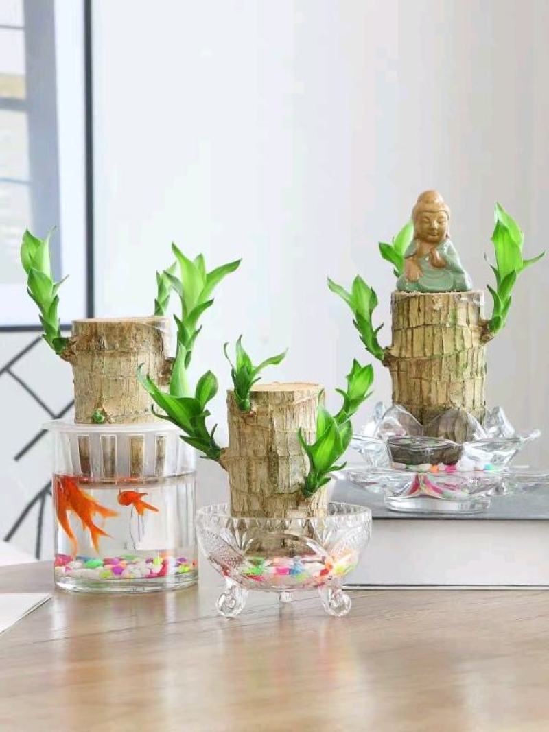 巴西木水养幸运木格鲁特水培植物室内巴西木带芽盆栽格鲁特小
