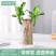 巴西木水养幸运木格鲁特水培植物室内巴西木带芽盆栽格鲁特小