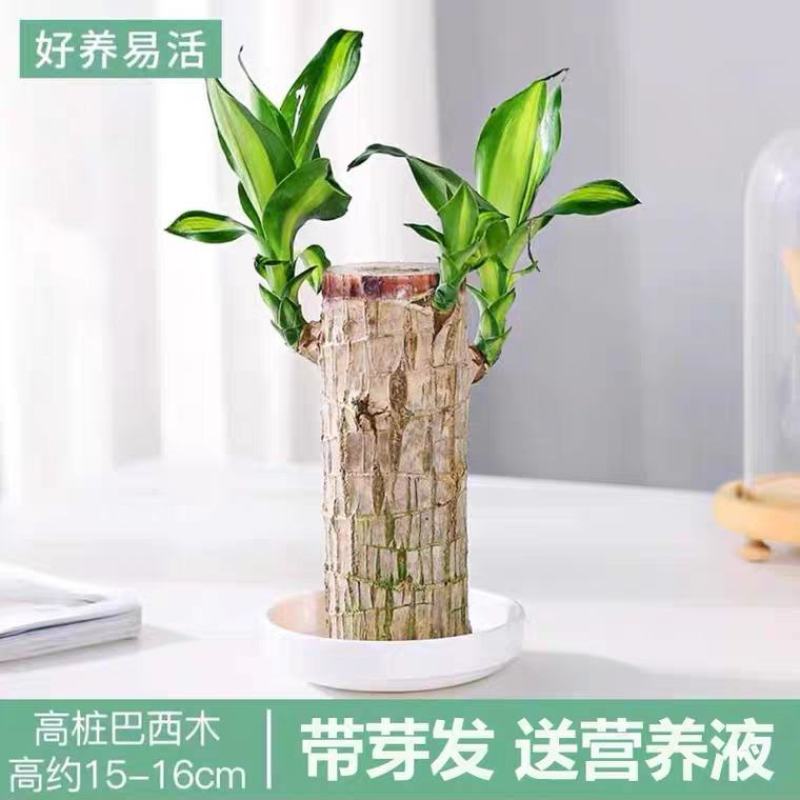 巴西木水养幸运木格鲁特水培植物室内巴西木带芽盆栽格鲁特小