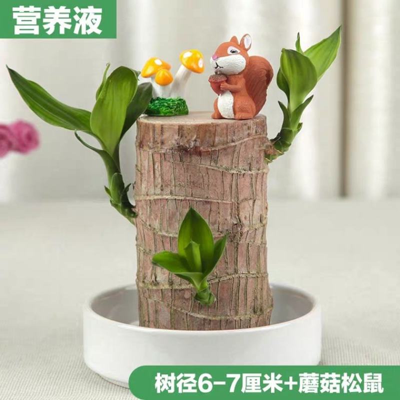 巴西木水养幸运木格鲁特水培植物室内巴西木带芽盆栽格鲁特小