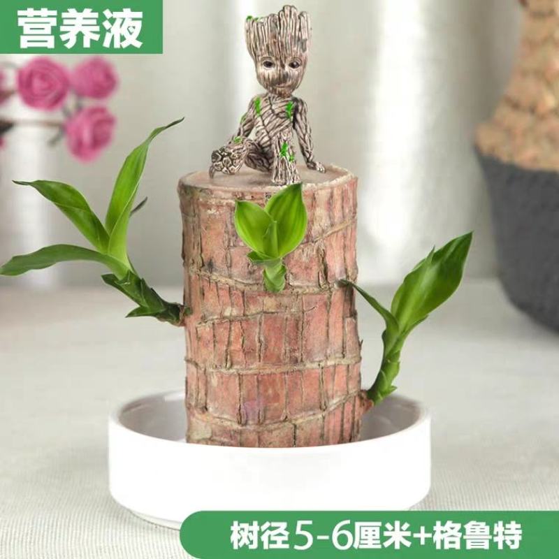 巴西木水养幸运木格鲁特水培植物室内巴西木带芽盆栽格鲁特小
