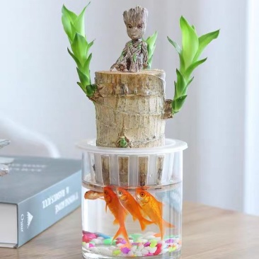巴西木水养幸运木格鲁特水培植物室内巴西木带芽盆栽格鲁特小