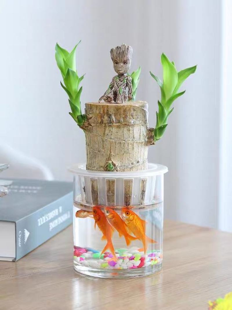 巴西木水养幸运木格鲁特水培植物室内巴西木带芽盆栽格鲁特小