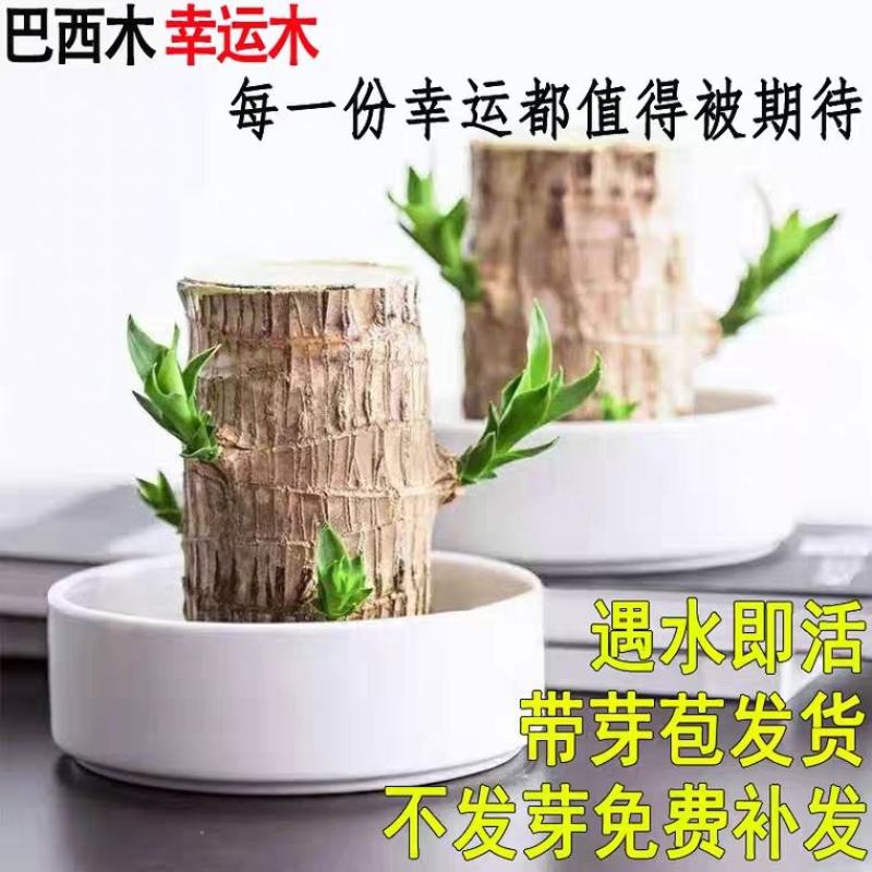 巴西木水养幸运木格鲁特水培植物室内巴西木带芽盆栽格鲁特小