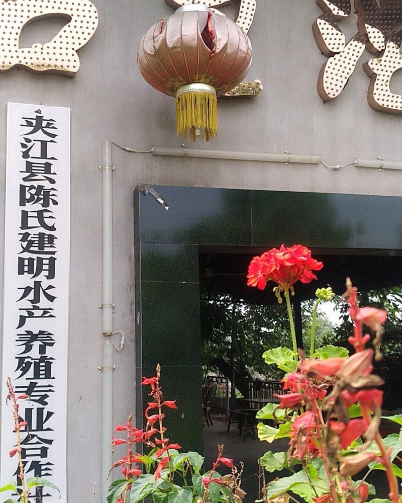 脆肉鲩:长流水沙石底养殖5年以上