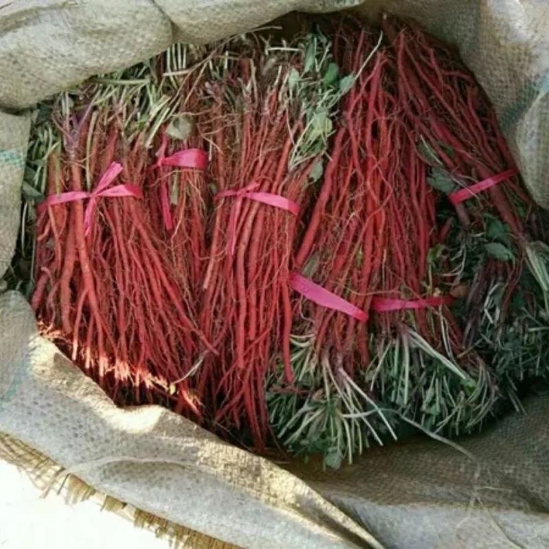 野生丹参苗丹参种植苗丹参幼苗药材苗中药材种苗血参种苗湿血
