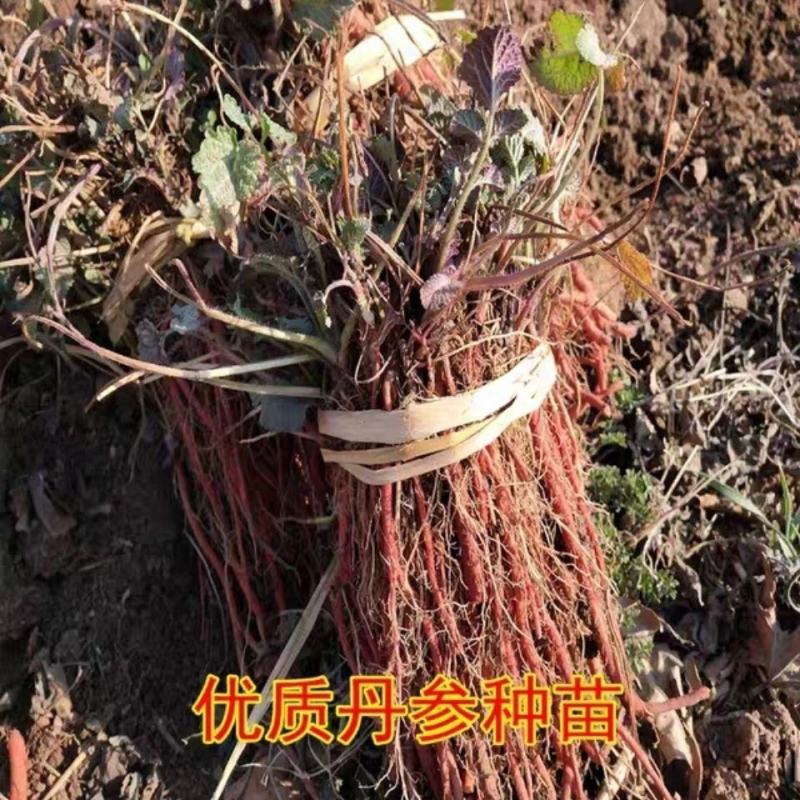 野生丹参苗丹参种植苗丹参幼苗药材苗中药材种苗血参种苗湿血