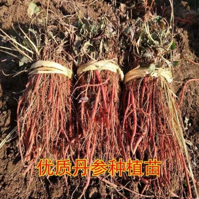 野生丹参苗丹参种植苗丹参幼苗药材苗中药材种苗血参种苗湿血