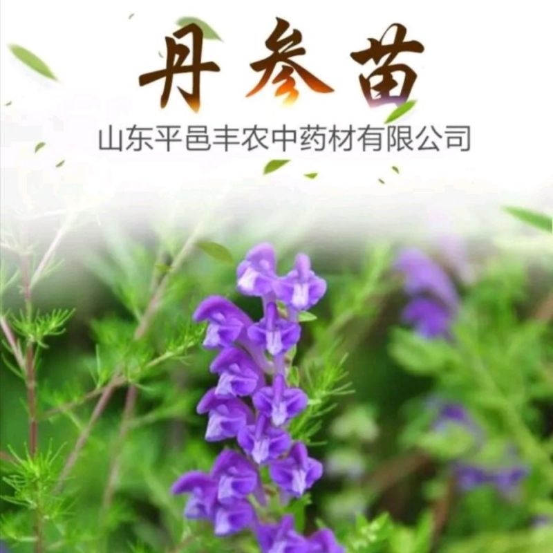 野生丹参苗丹参种植苗丹参幼苗药材苗中药材种苗血参种苗湿血