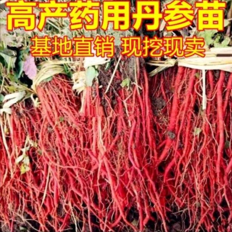 野生丹参苗丹参种植苗丹参幼苗药材苗中药材种苗血参种苗湿血