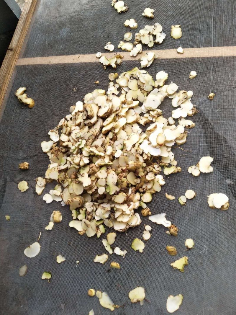 福建福鼎鸡头黄精干货大量供应，速度预订
