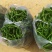 大量批发新鲜，豇豆，线椒，提前预定，现摘货