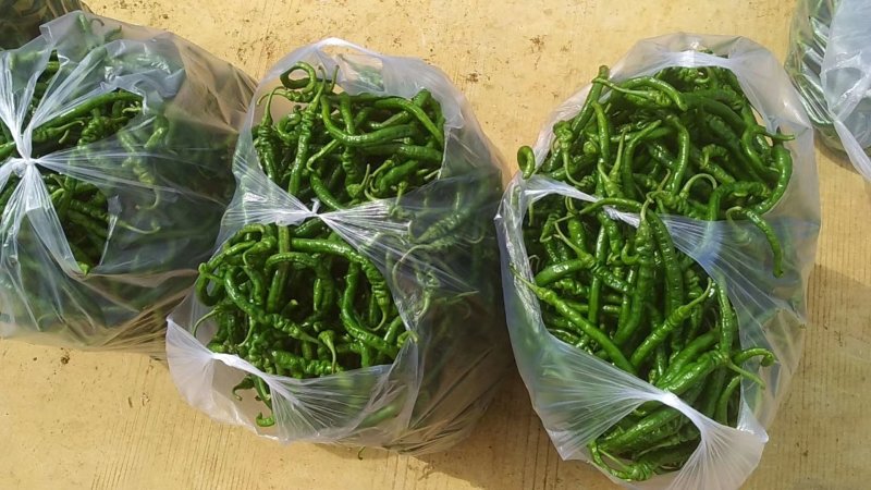 大量批发新鲜，豇豆，线椒，提前预定，现摘货
