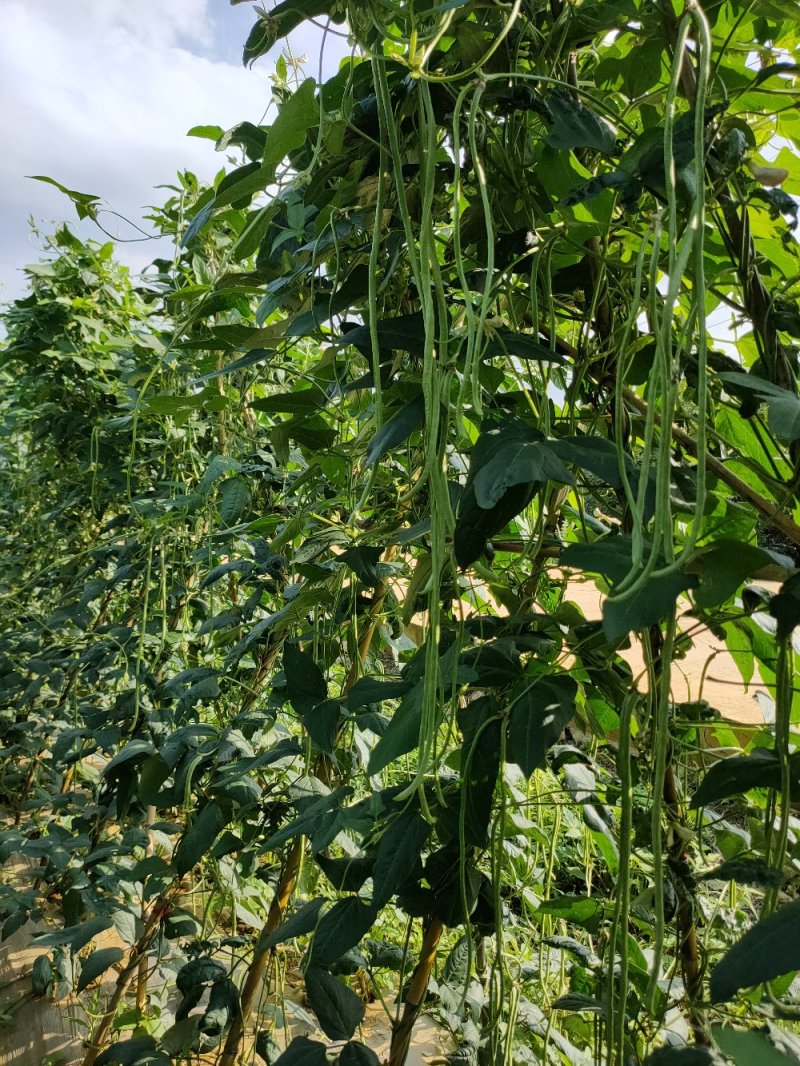 大量批发新鲜，豇豆，线椒，提前预定，现摘货