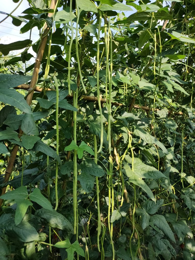 大量批发新鲜，豇豆，线椒，提前预定，现摘货