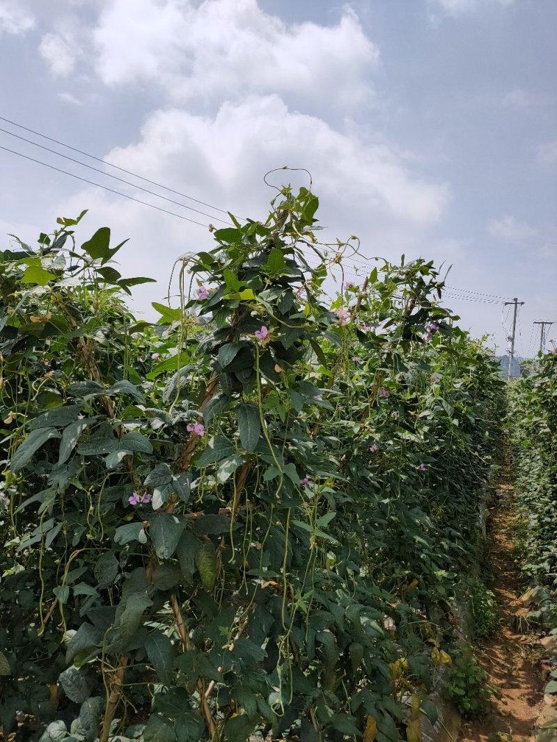 大量批发新鲜，豇豆，线椒，提前预定，现摘货