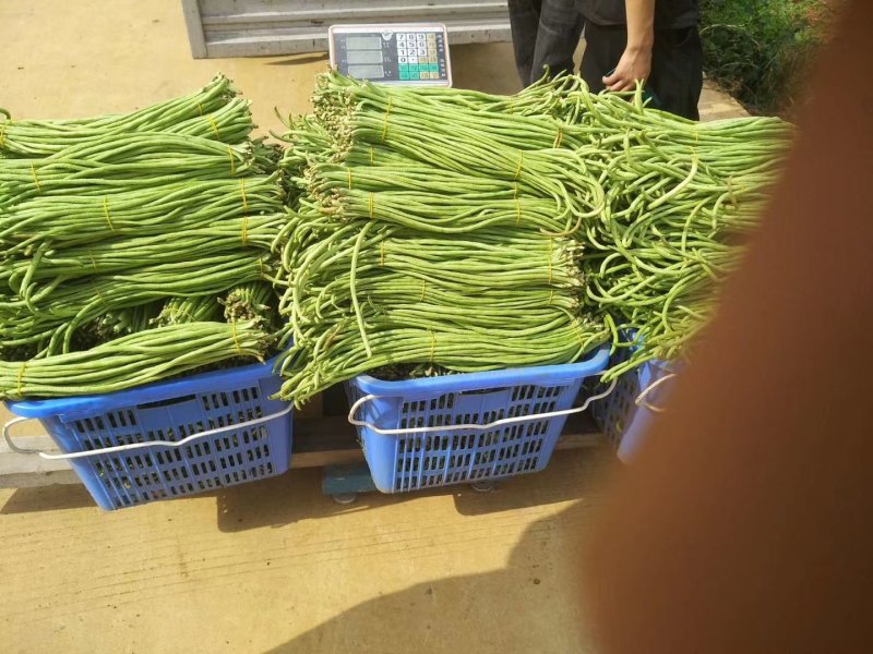 大量批发新鲜，豇豆，线椒，提前预定，现摘货