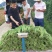 大量批发新鲜，豇豆，线椒，提前预定，现摘货