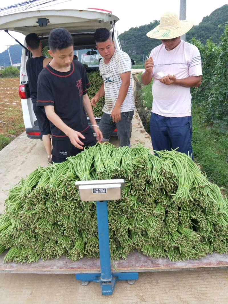 大量批发新鲜，豇豆，线椒，提前预定，现摘货
