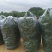 大量批发新鲜，豇豆，线椒，提前预定，现摘货