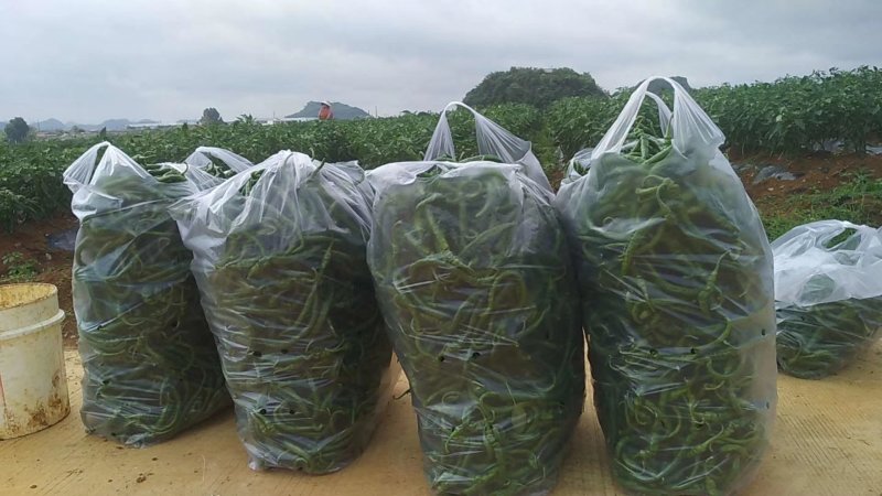 大量批发新鲜，豇豆，线椒，提前预定，现摘货