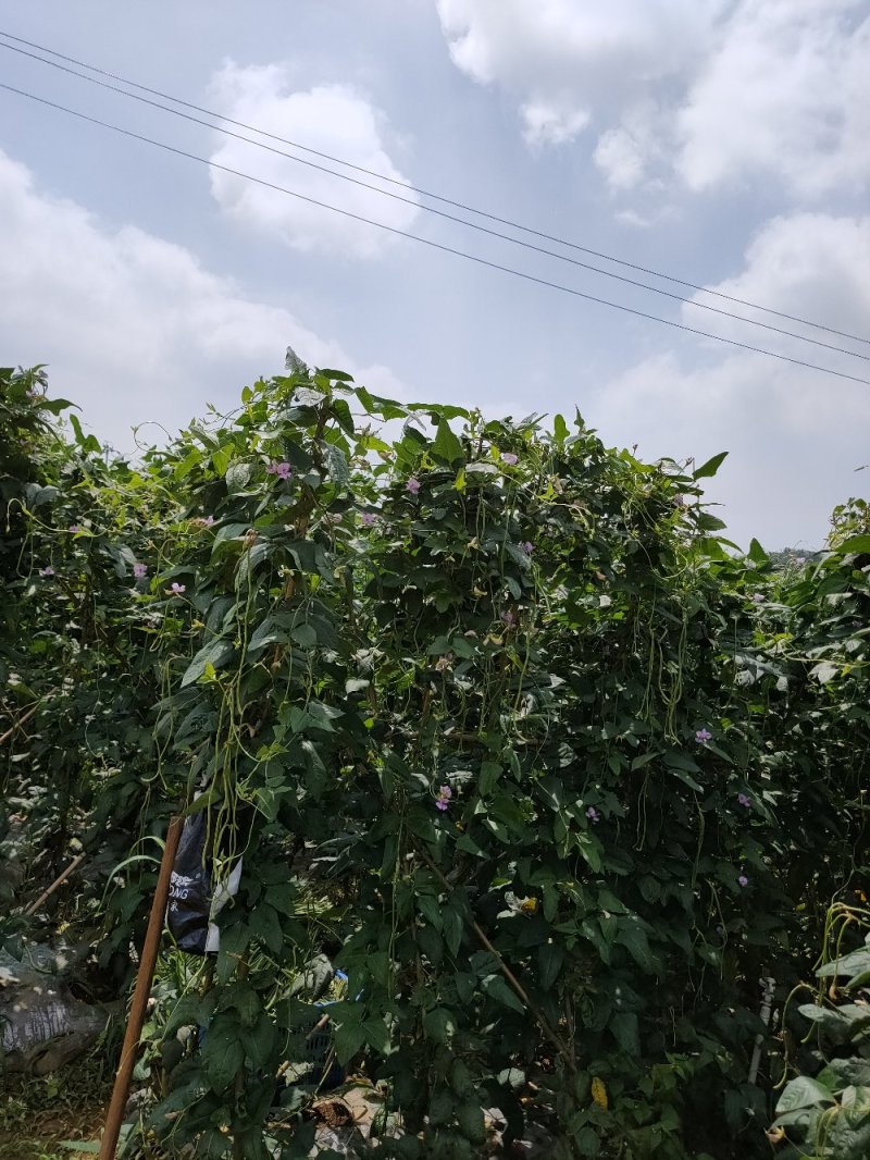 大量批发新鲜，豇豆，线椒，提前预定，现摘货