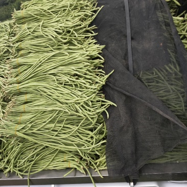 大量批发新鲜，豇豆，线椒，提前预定，现摘货