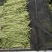大量批发新鲜，豇豆，线椒，提前预定，现摘货