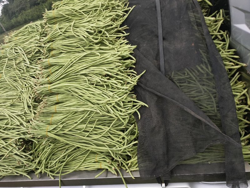 大量批发新鲜，豇豆，线椒，提前预定，现摘货