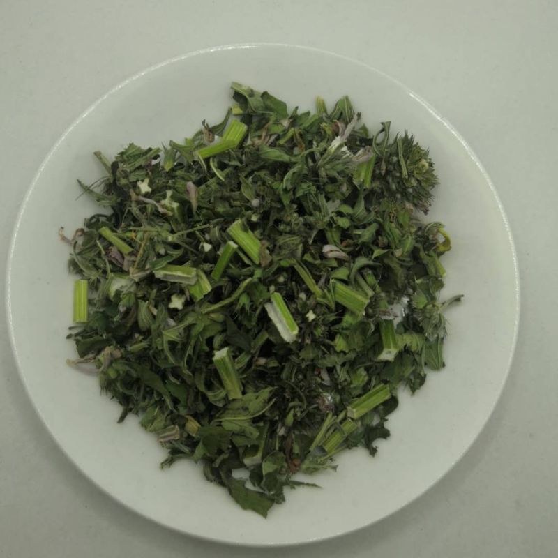 益母草中药材批发益母草