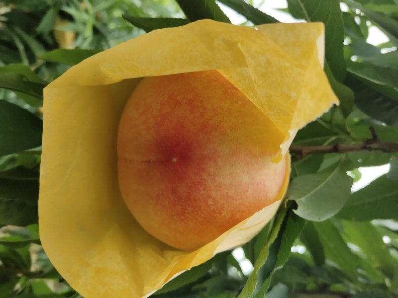 果园直供量大优惠无锡阳山水蜜桃