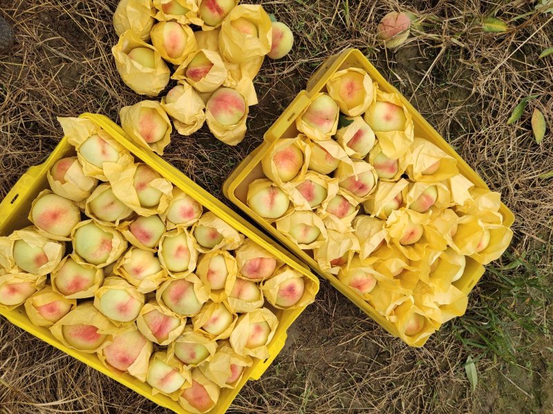 果园直供量大优惠无锡阳山水蜜桃