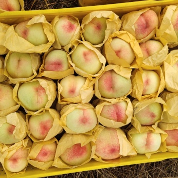 果园直供量大优惠无锡阳山水蜜桃